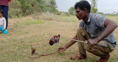 No money for meat, so we eat rats: The Indian snake catcher - aljazeera.com - India -  Chennai