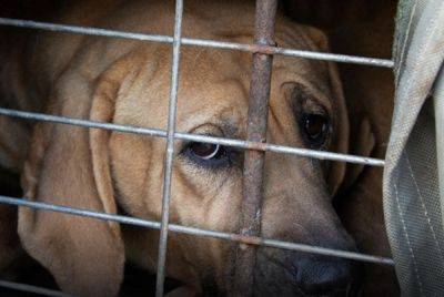 South Korea finally banning the sale of dog meat - asiatimes.com - Usa - South Korea - North Korea -  Seoul
