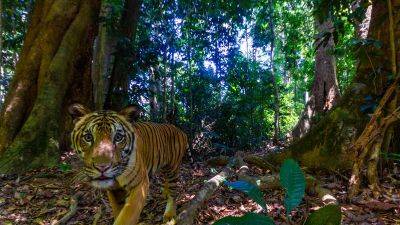 Why a rare image of one of Malaysia’s last tigers is giving conservationists hope - edition.cnn.com - France - Malaysia - India - Bhutan - Cambodia - Vietnam - Laos