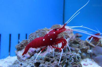 What a shrimp can teach us about nuclear fusion - asiatimes.com