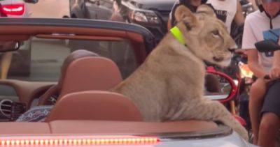 Twisting the lion's tail: Man takes lion cub out for joyride in Pattaya - asiaone.com - Russia - Thailand