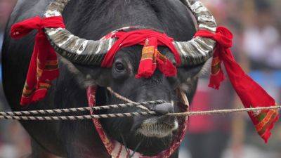 AP PHOTOS: Crowds in India’s northeast cheer bird and buffalo fights, back after 9-year ban