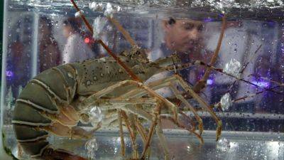 Mia Nulimaimaiti - China’s ban on Australian lobsters has Asean members clawing way into market - scmp.com - China - Usa - city Beijing - Indonesia - Thailand - Australia - Vietnam - city Canberra