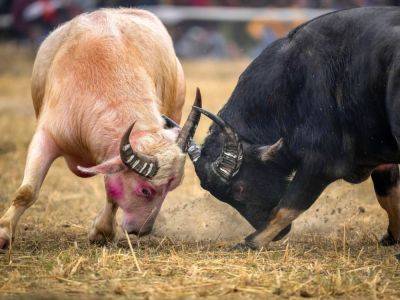 Bird and buffalo fights back in India’s northeast after 9-year ban