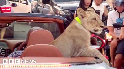 Thai police to charge two over pet lion spotted cruising in Bentley