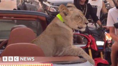 Thailand: Lion filmed riding in open-top Bentley