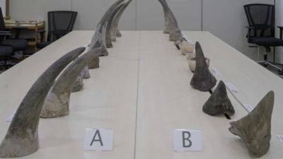 Singapore jails South African for 2 years for smuggling rhino horns valued at US$900,000