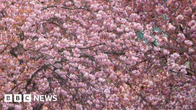 Anniversary marked with Japan's cherry trees gift