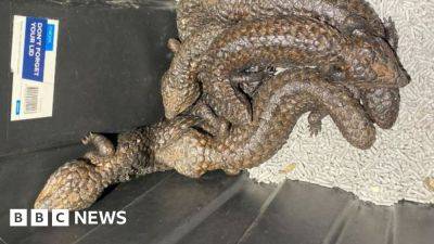 Hundreds of lizards seized in Australia police bust - bbc.com - Hong Kong -  Hong Kong - Australia