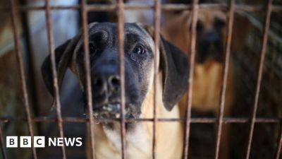 South Korea passes law banning dog meat trade - bbc.com - South Korea