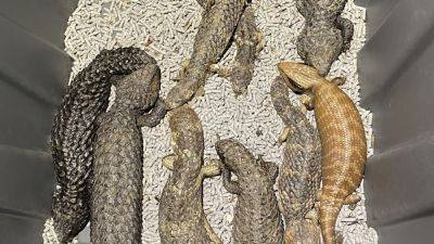 ‘Cold-blooded': 4 charged over alleged plot to smuggle AU$1.2 million in Australian reptiles - apnews.com - Hong Kong -  Hong Kong - Australia