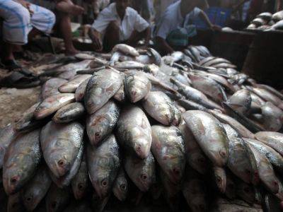 Fishy diplomacy: What a hilsa ban reveals about India-Bangladesh tensions - aljazeera.com - India - Bangladesh - county Bay - city New Delhi - city Dhaka