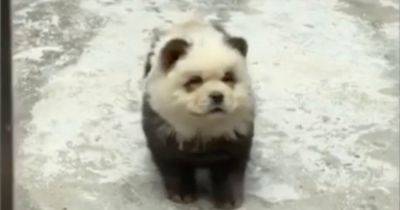 Is That a Panda? Or a Dog in Disguise?