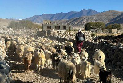 Caught in India-China clashes, Ladakh’s nomadic herders fear for future