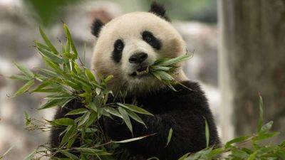 Nectar Gan - They’re cute, cuddly and coming to America: China’s newest panda diplomats headed for Washington - edition.cnn.com - China - Usa - province Sichuan - Washington