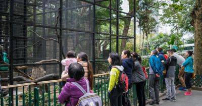 Hong Kong Investigates After 9 Monkeys Die in a Zoo