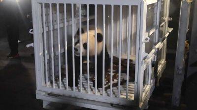 One’s got a big appetite, the other’s a bit of an introvert. China’s new panda diplomats touch down in DC