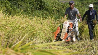 AYAKA MCGILL - Aging farmers face extreme temperatures as they struggle to maintain Japan’s rice crop - apnews.com - Japan