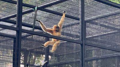 9 monkeys who died in Hong Kong’s zoo in 2 days had been infected with melioidosis, officials say