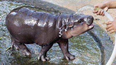 Thailand zoo defends viral baby hippo Moo Deng against Peta’s captivity claims