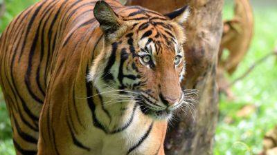 Malaysia’s capture of tiger blamed for 2 deaths highlights conservation dilemma