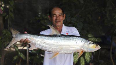 Giant fish thought to be extinct is spotted in the Mekong River - apnews.com - Washington - Cambodia - state Nevada - city Phnom Penh, Cambodia