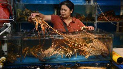 Vietnamese lobsters claw back to prominence in China after temporary dip