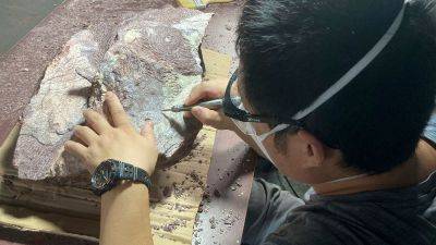 First-ever dinosaur fossils discovered in Hong Kong - edition.cnn.com - China - Hong Kong - city Hong Kong