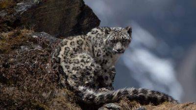 Snow leopards could vanish from Nepal by 2050 under severe climate change, study warns