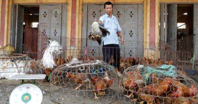 Dozens of captive tigers and lions die in Vietnam, bird flu detected