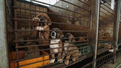 Plan to make South Korea dog meat-free faces resistance from farmers, vendors