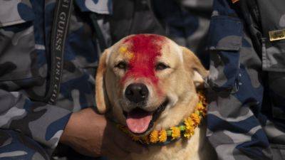 AP Photos: Garlands and treats for beloved dogs in Nepal’s annual Kukur Puja festival