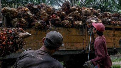 Malaysia’s palm oil lobby hails reprieve from EU deforestation law: ‘victory for common sense’