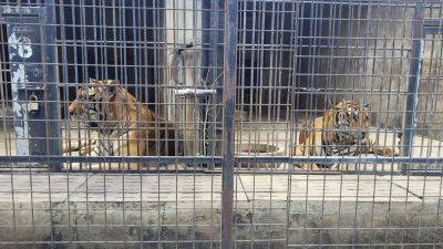 HAU DINH - Dozens of zoo tigers die after contracting bird flu in southern Vietnam - apnews.com - Vietnam - city Hanoi, Vietnam