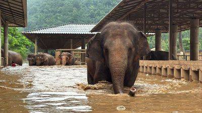 About 100 rescued elephants escape flash floods at popular sanctuary in northern Thailand