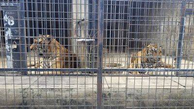 Dozens of zoo tigers die after contracting bird flu in southern Vietnam