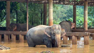 Agence FrancePresse - Two elephants die in flash flooding in northern Thailand - scmp.com - Thailand - county Park