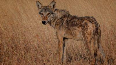 Indian villagers kill last wolf from man-eating pack