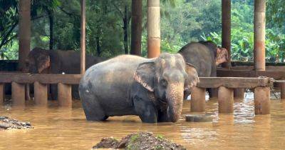 Thailand rushes to rescue elephants, animals from flash floods