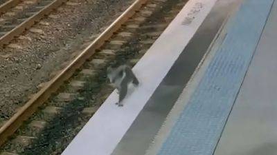 Reuters - Koala leads Australia police on merry, slow-speed chase through railway station - scmp.com - Australia