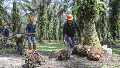 Indonesia’s palm oil sector worries over costs, security after EU deforestation law delay