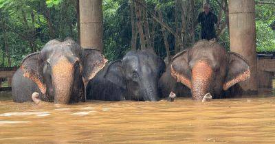 Flooding Ravages Thai District Known for Elephant Parks