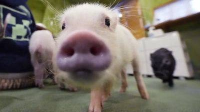 As Japan grapples with donor shortage, scientists breed first pigs for human organ transplant