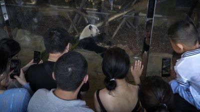 Here’s what happened to a man who broke a panda park’s strict dietary rules