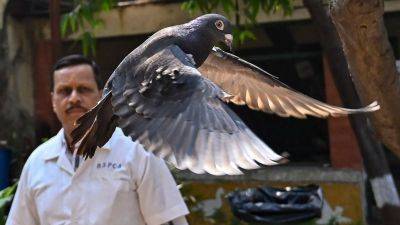 Pigeon suspected of spying for China released in India after PETA intervention, group says