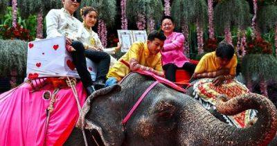 Better than roses: Thai couples marry on elephants for Valentine's Day - asiaone.com - Thailand -  Bangkok - county Garden