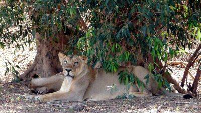 2 lions in India named after Hindu deity and Muslim emperor spark court petition