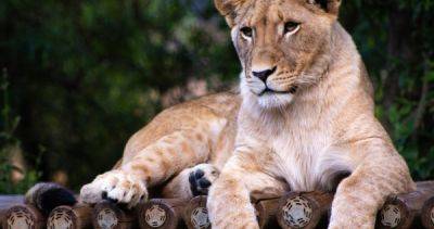 Hindu group in India goes to court over lioness named after Hindu deity