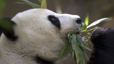 Xi Jinping - Joe Biden - China plans to send San Diego Zoo more pandas this year, reigniting its panda diplomacy - apnews.com - China - Usa - county San Diego - state California