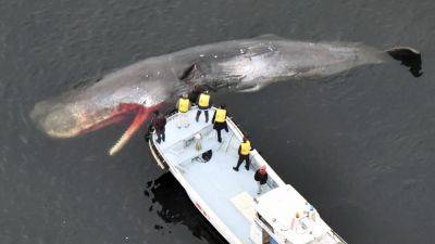 A stray whale died in Osaka Bay, raising questions about the cause and the cost of disposal